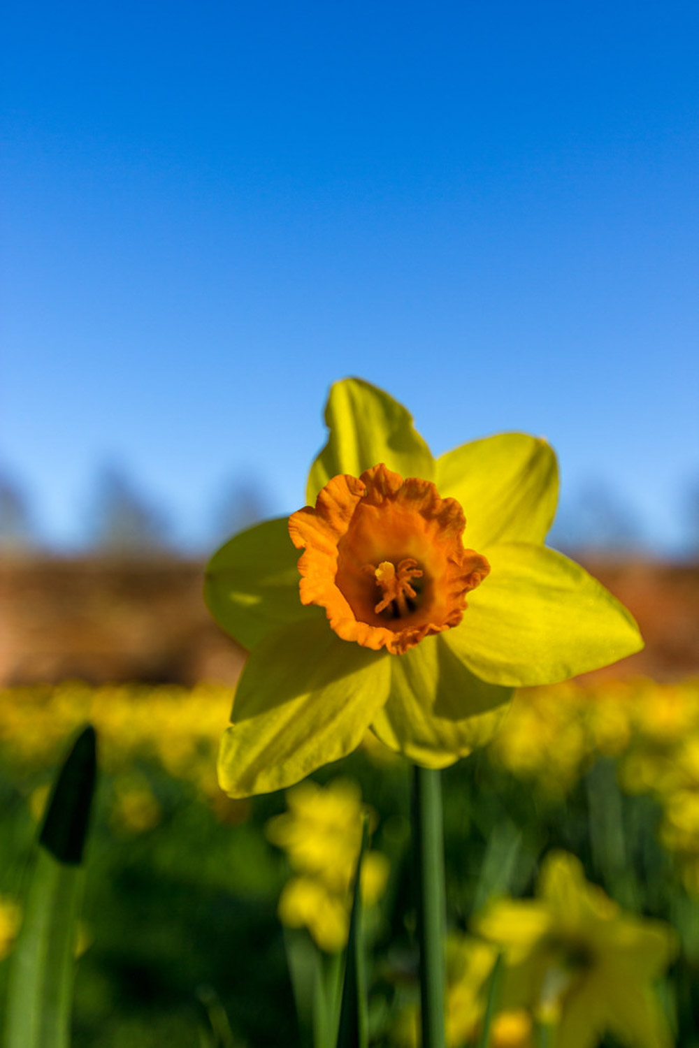 Narcissus