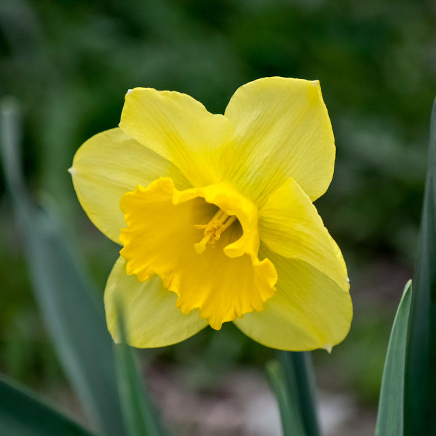 Narcissus