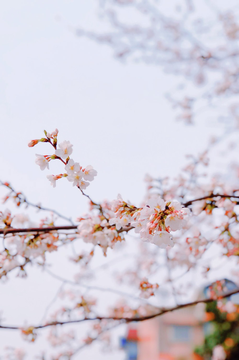 cherry blossoms