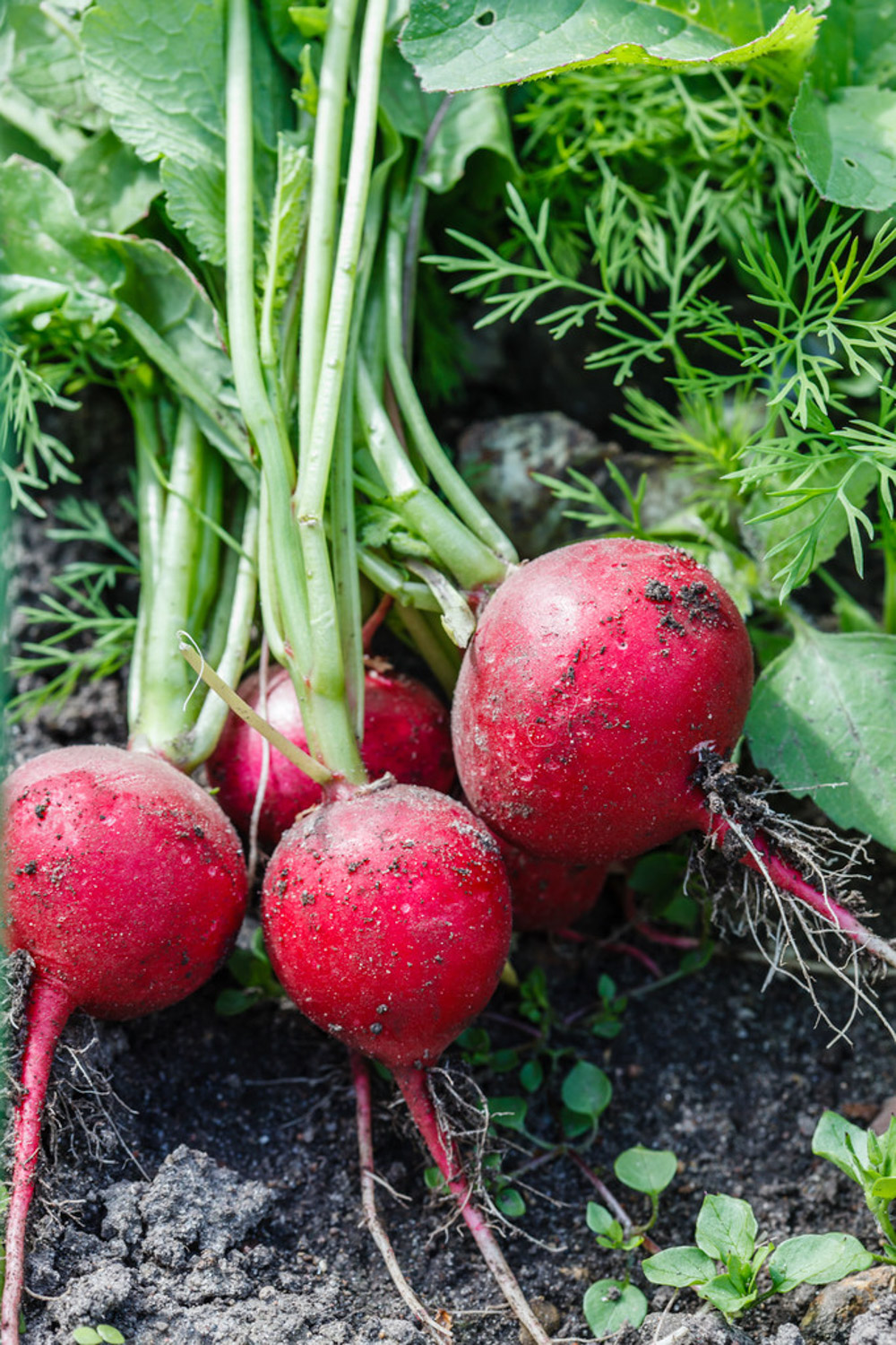 Cherry Radish