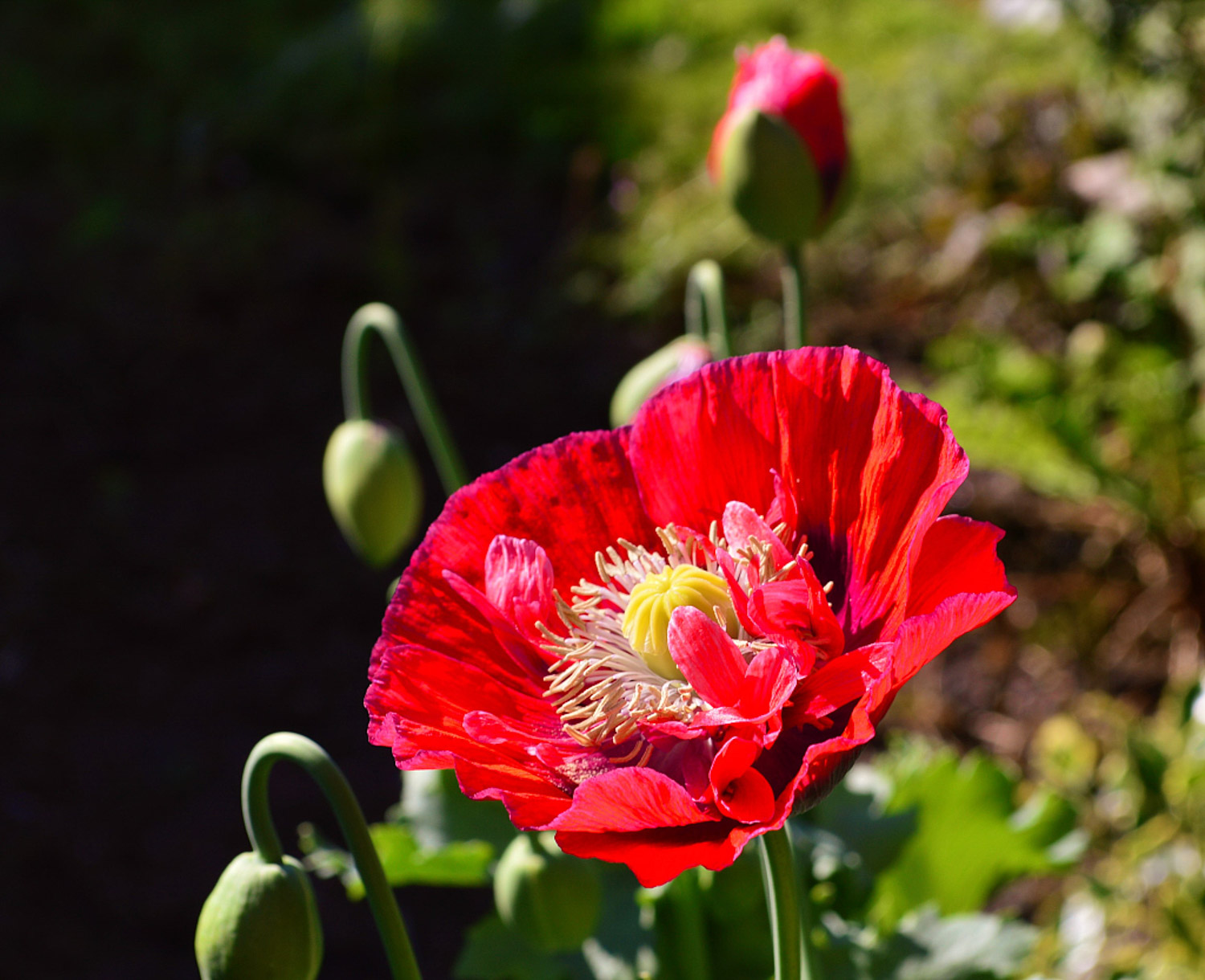 corn poppy