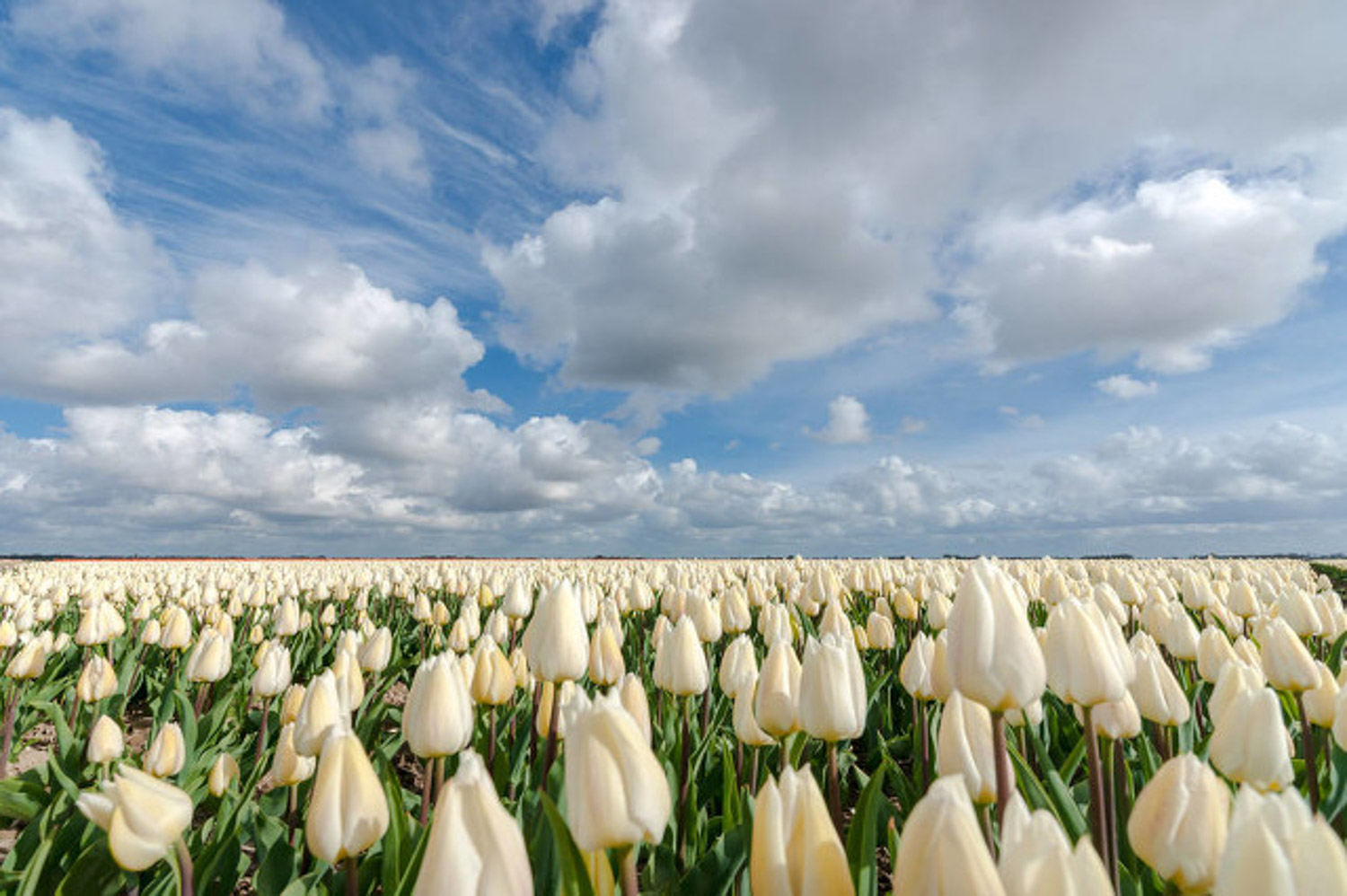 tulips