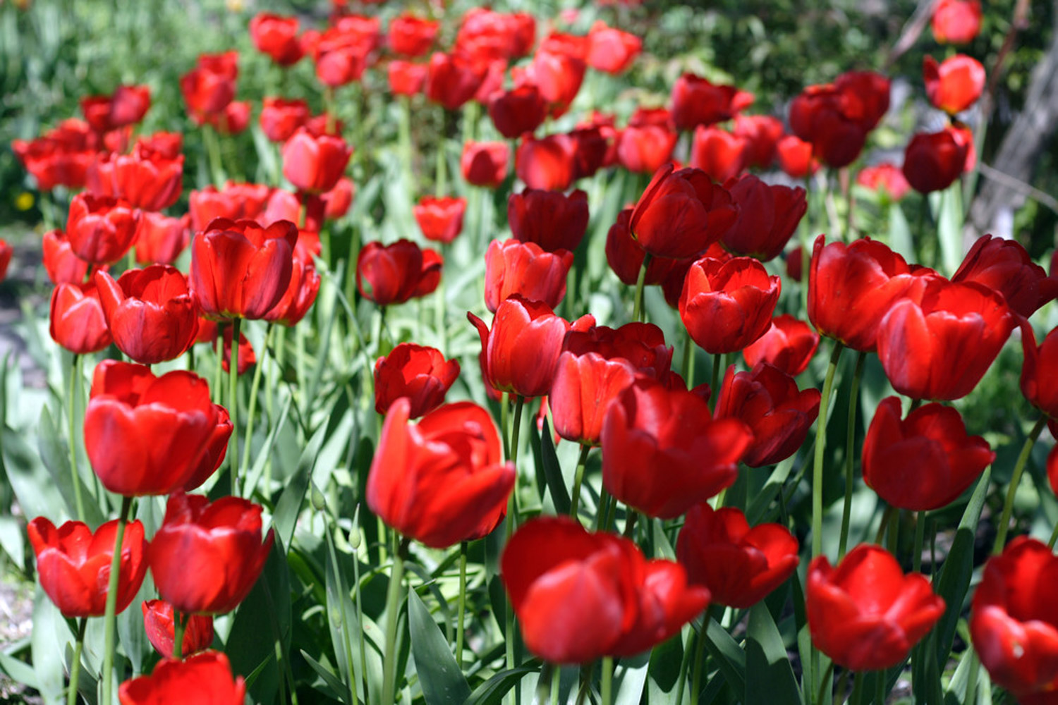 tulips