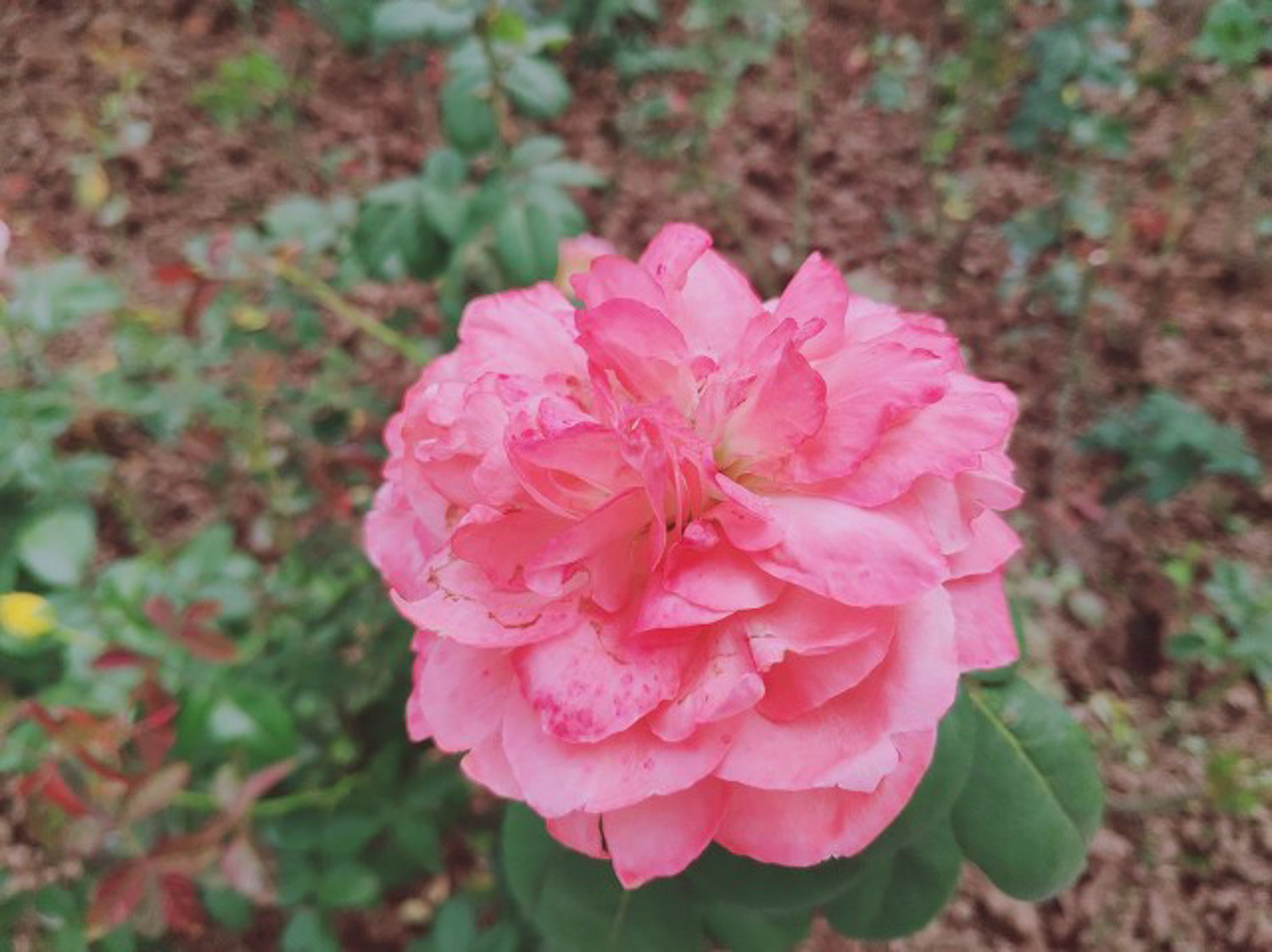 chinese rose