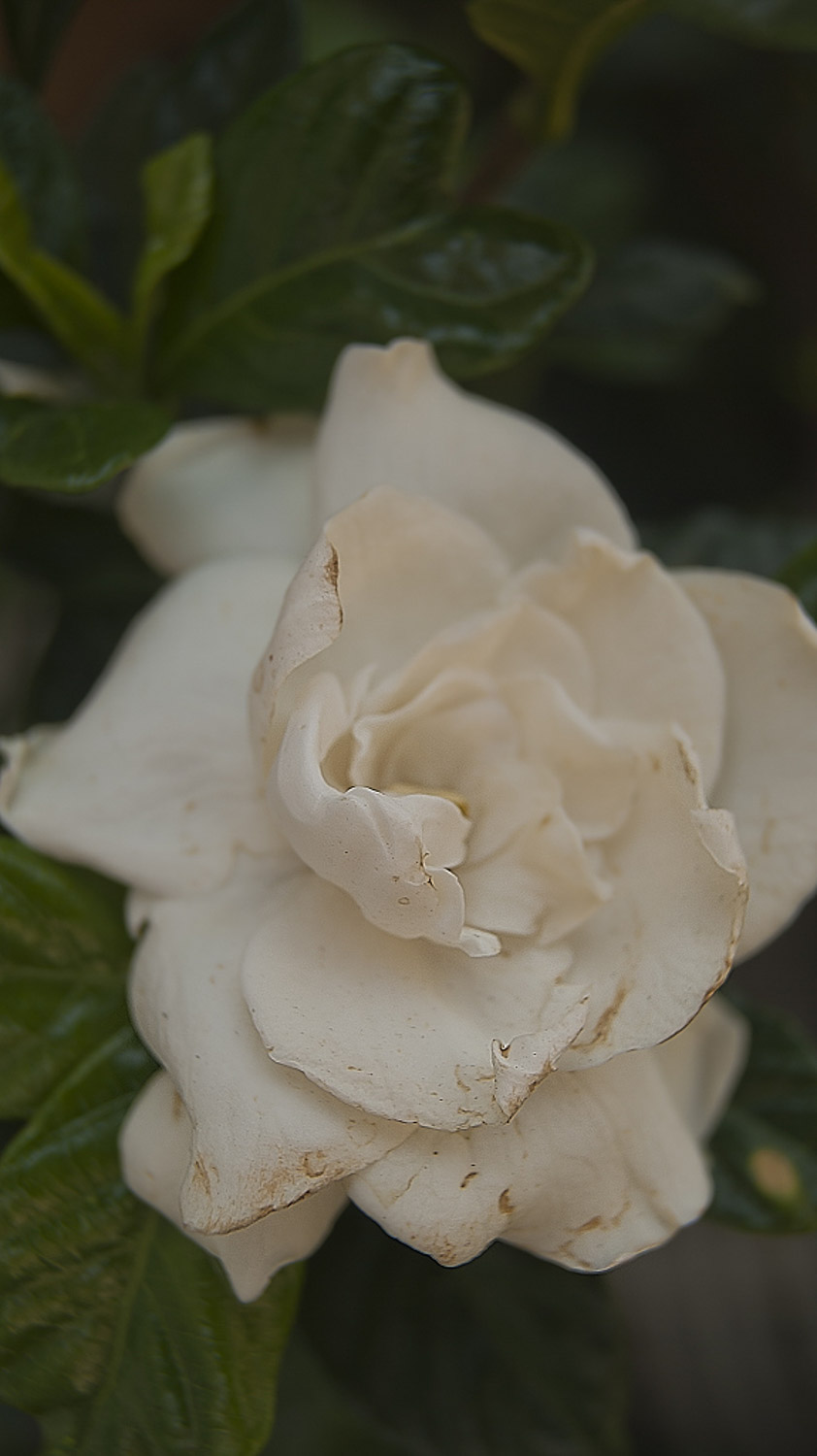 Gardenia