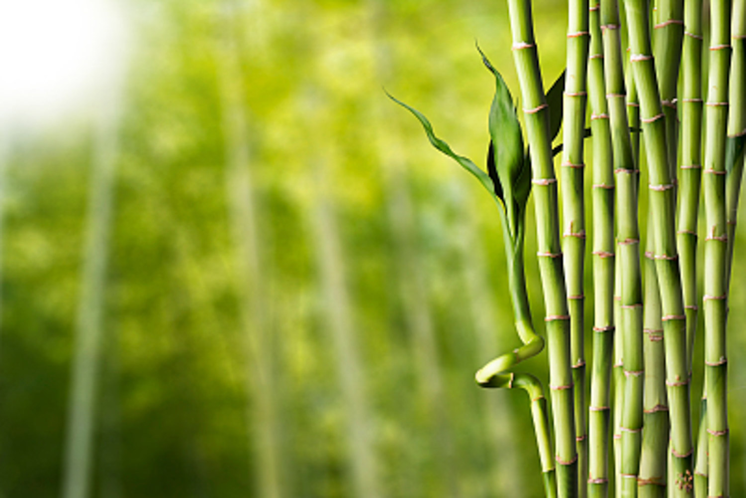 Bamboo