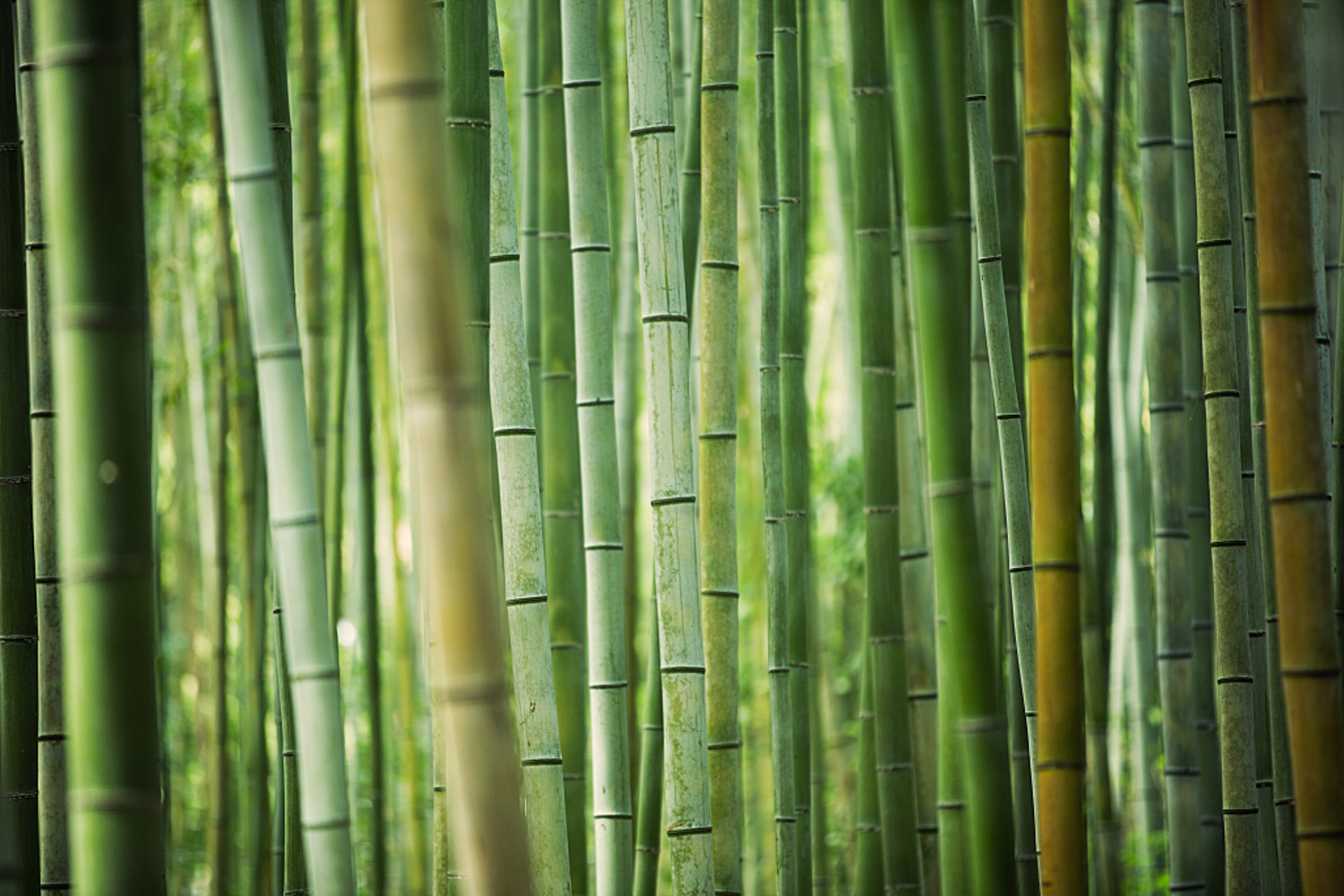 Bamboo