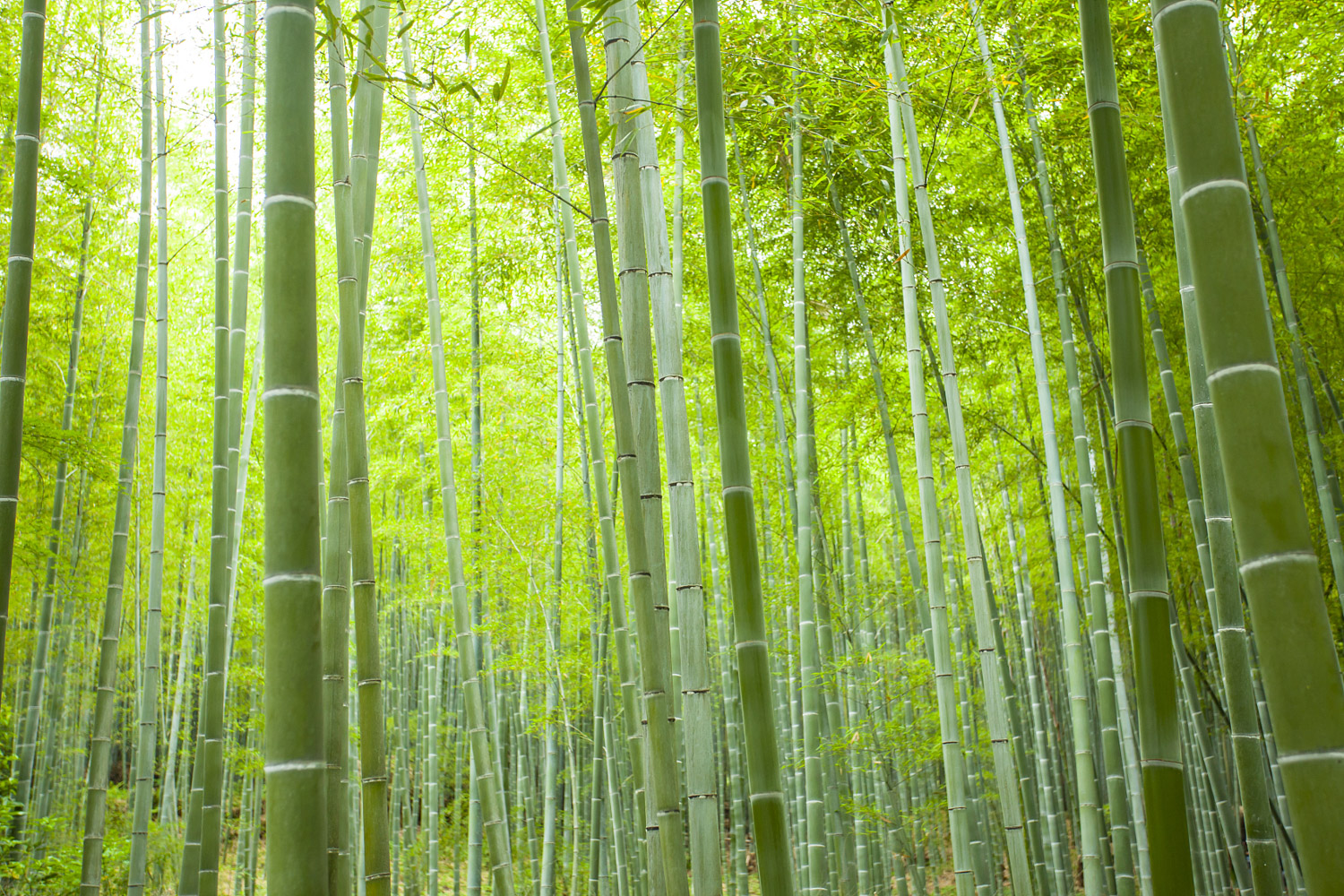 Bamboo