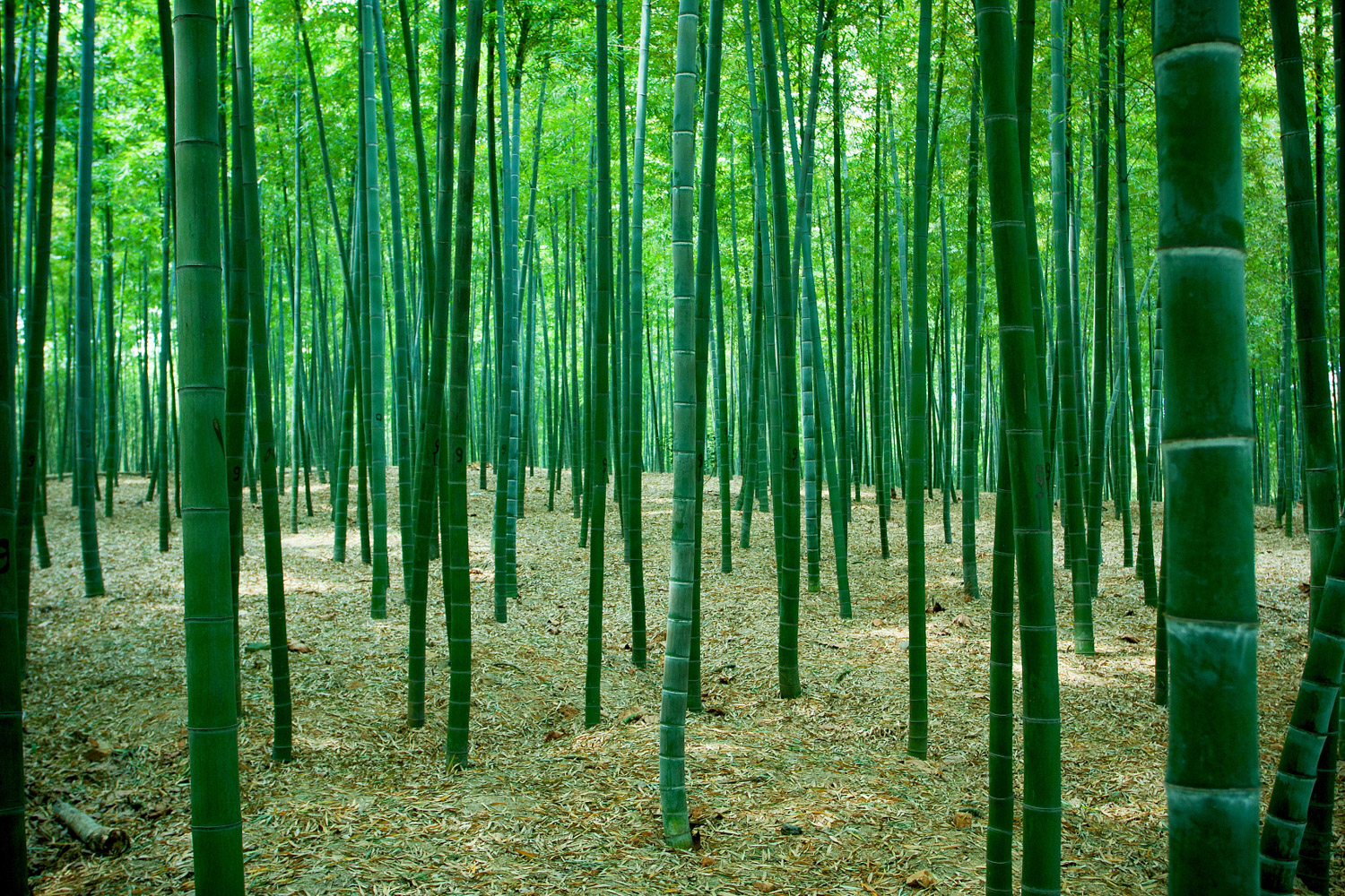 Bamboo