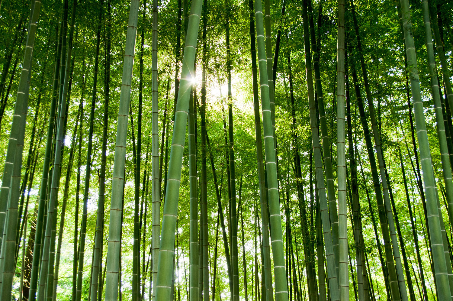 Bamboo