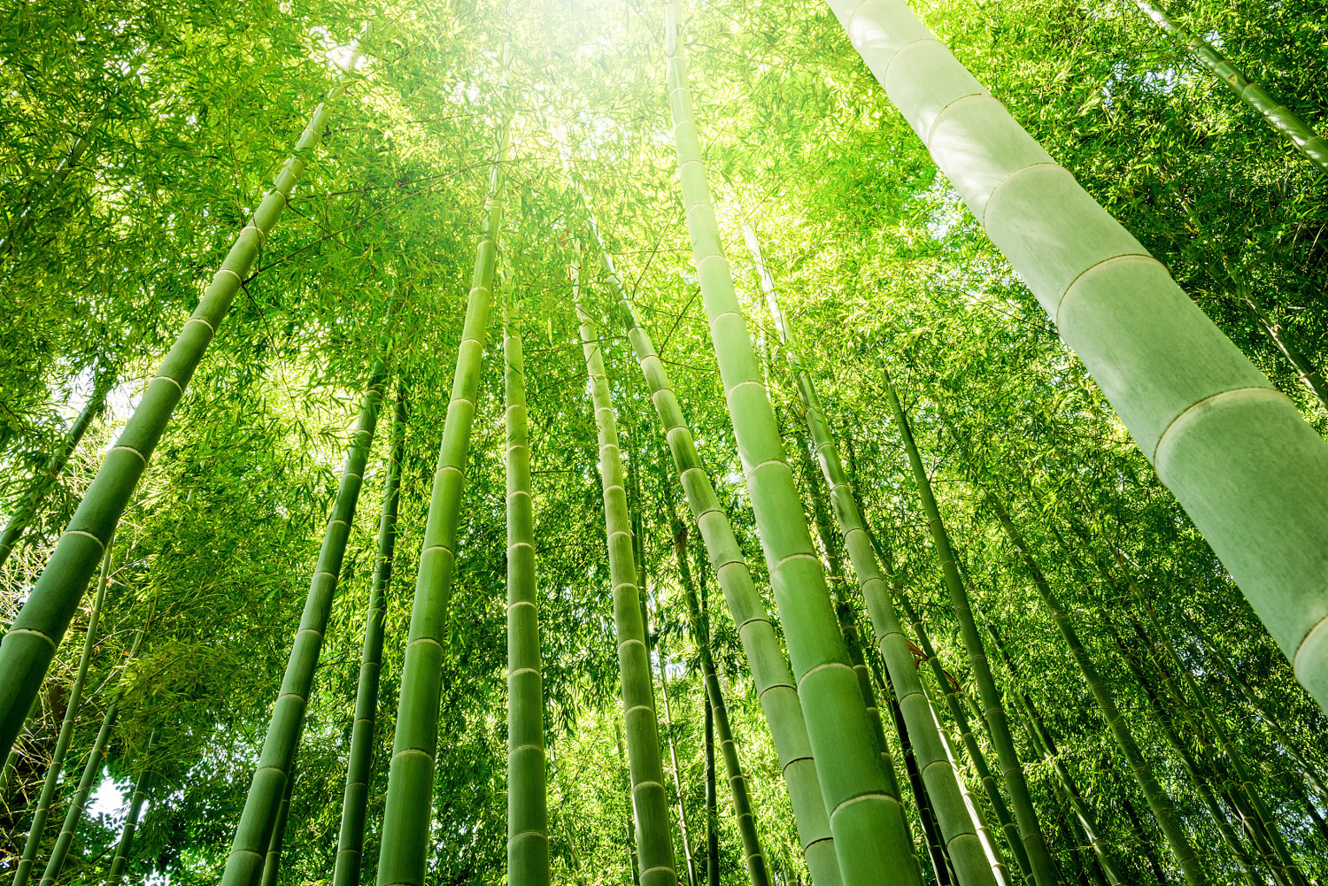 Bamboo