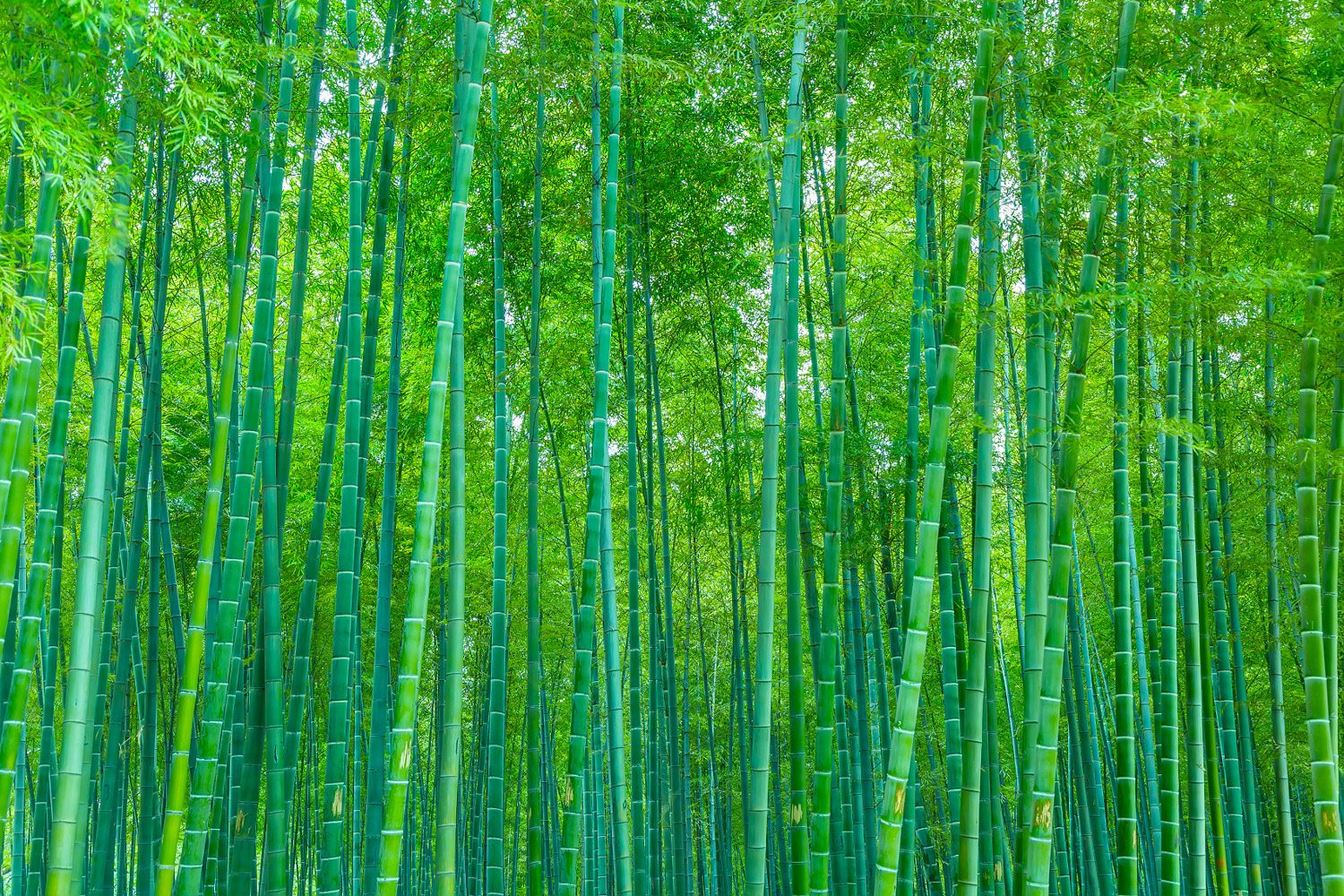 Bamboo