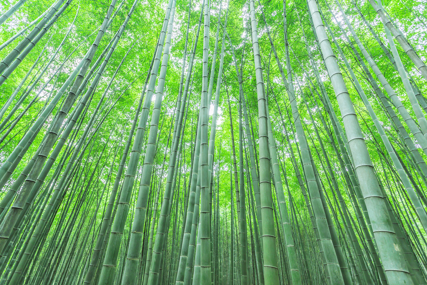 Bamboo