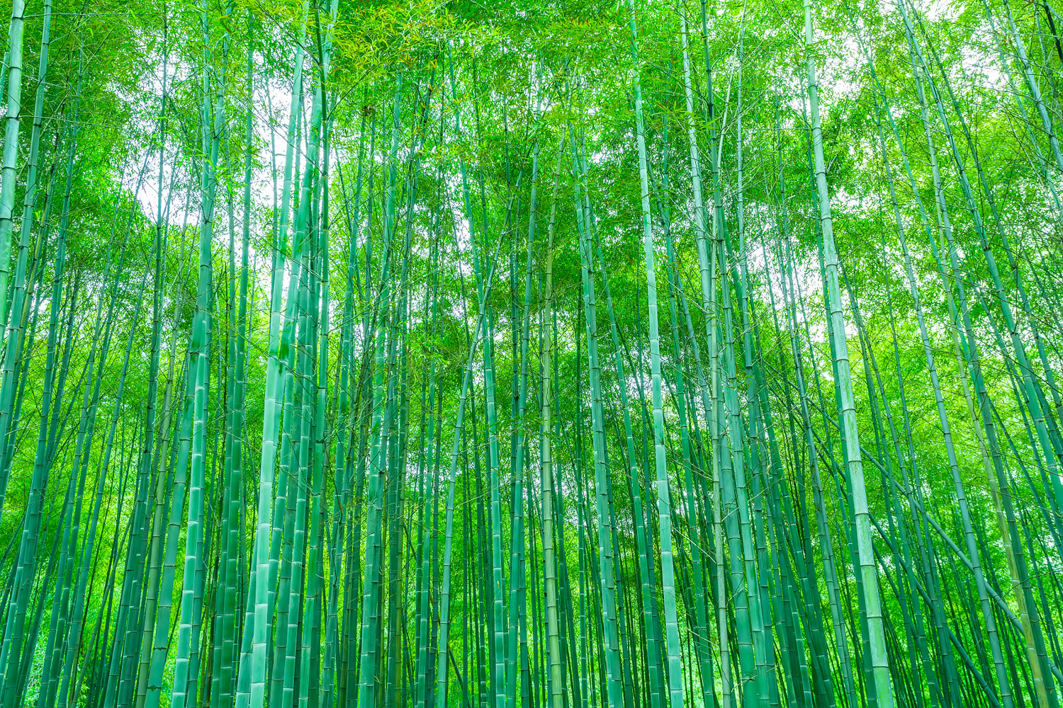 Bamboo