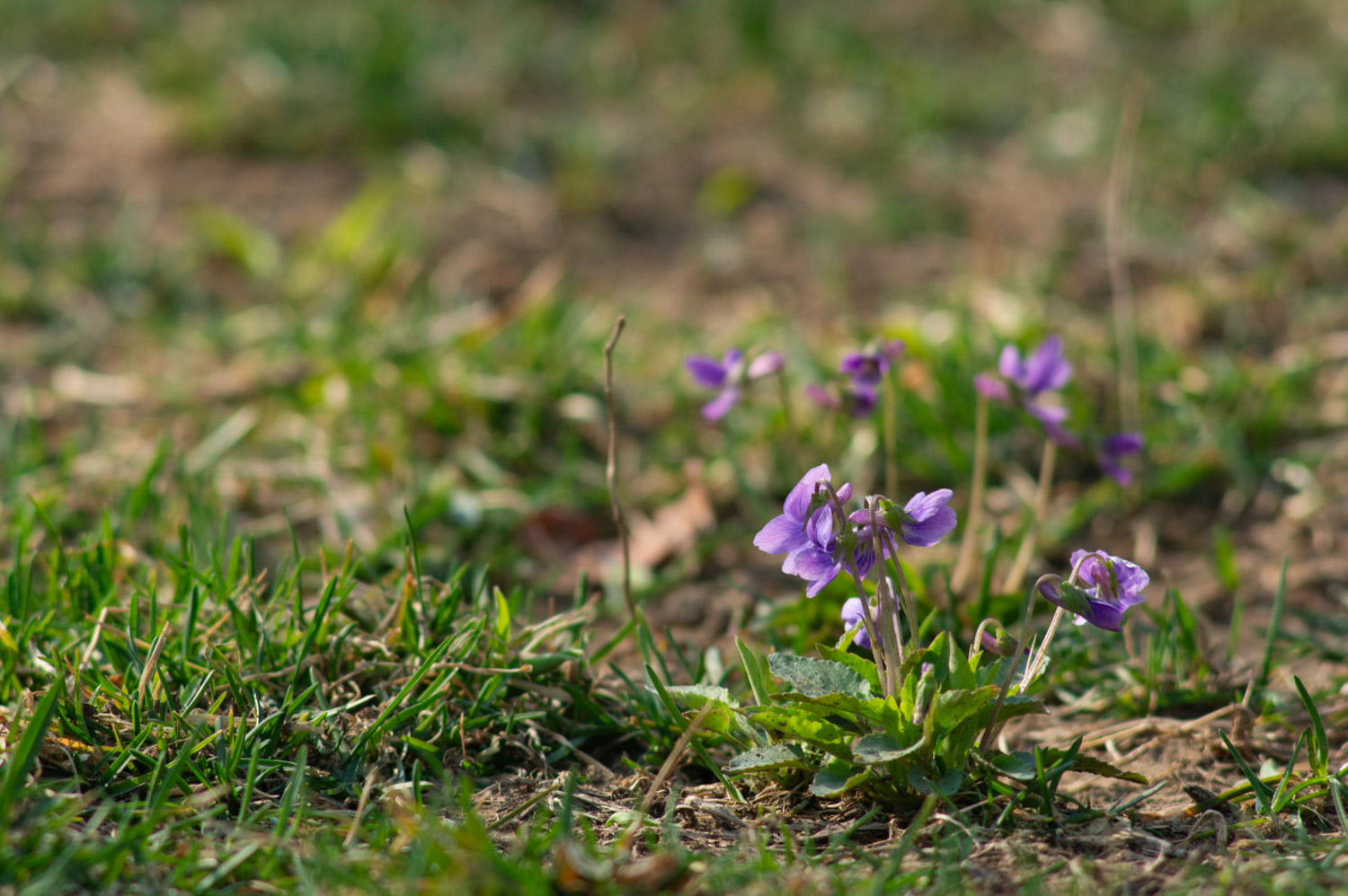 Chinese violet