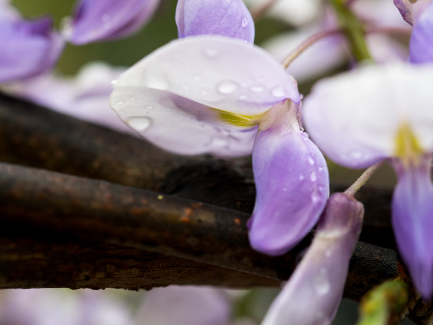 Wisteria