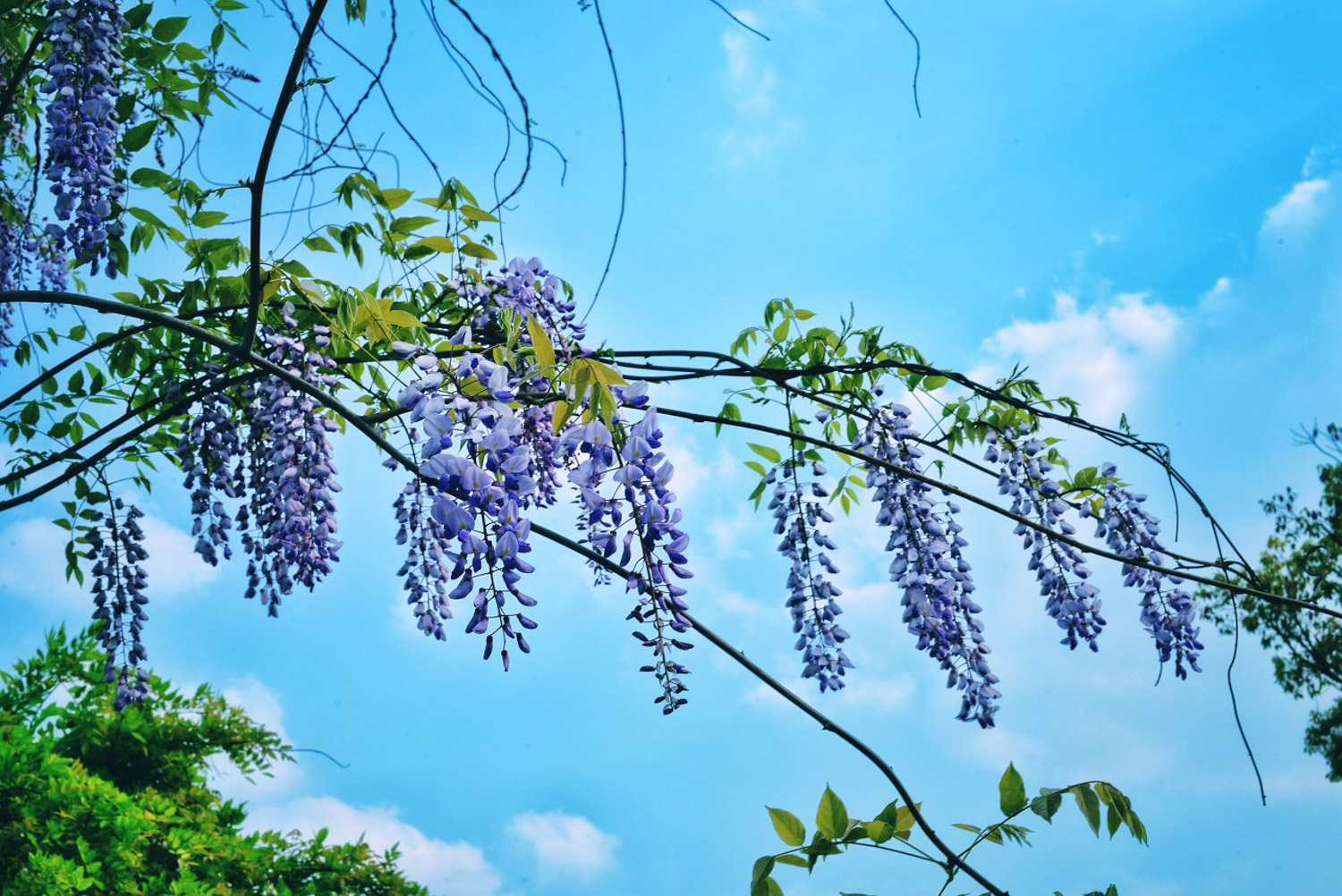 Wisteria