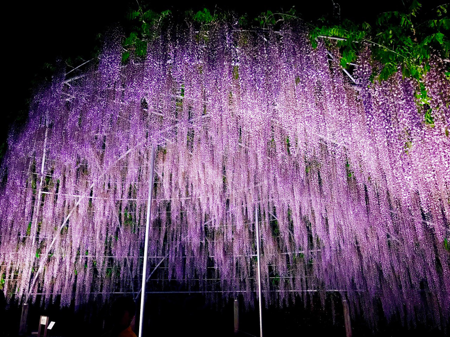 Wisteria