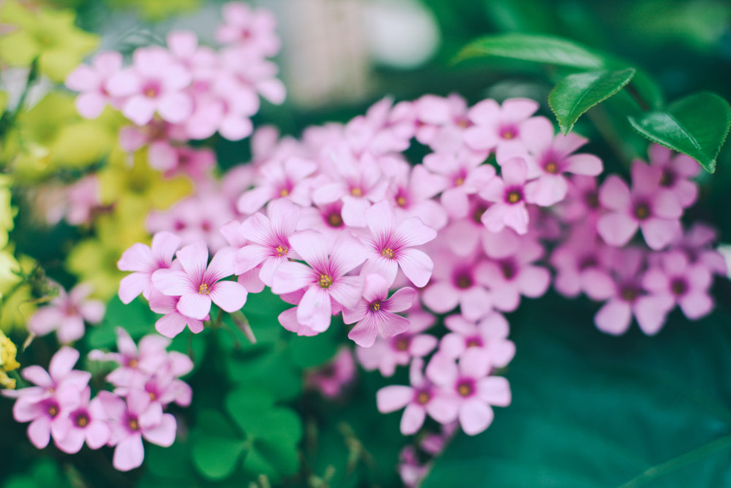 creeping oxalis