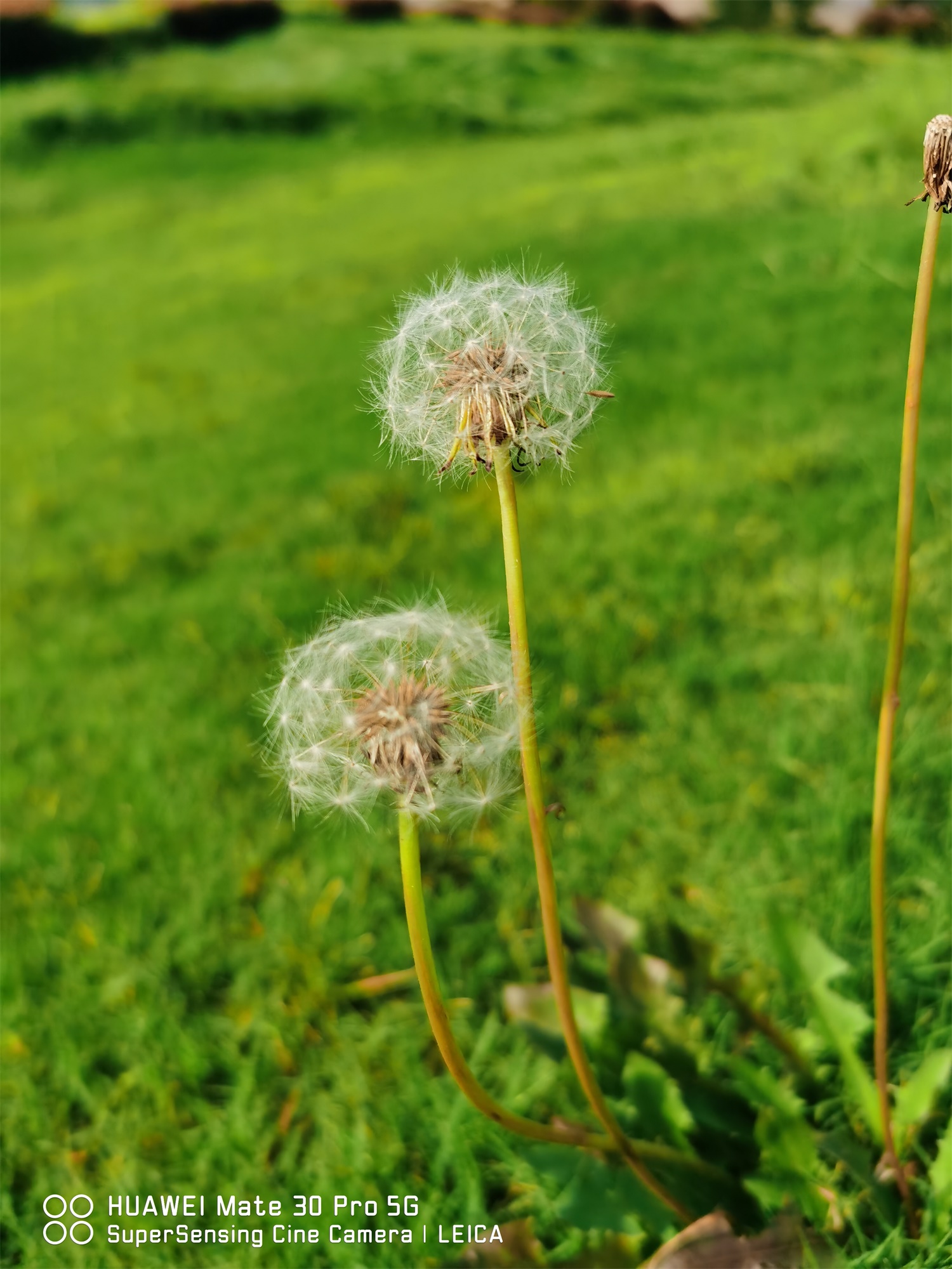 Dandelion