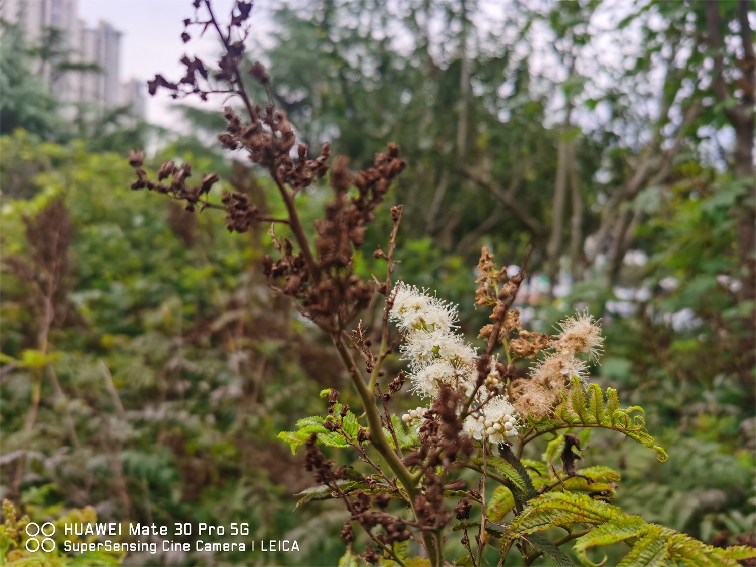 Sorbaria sorbifolia