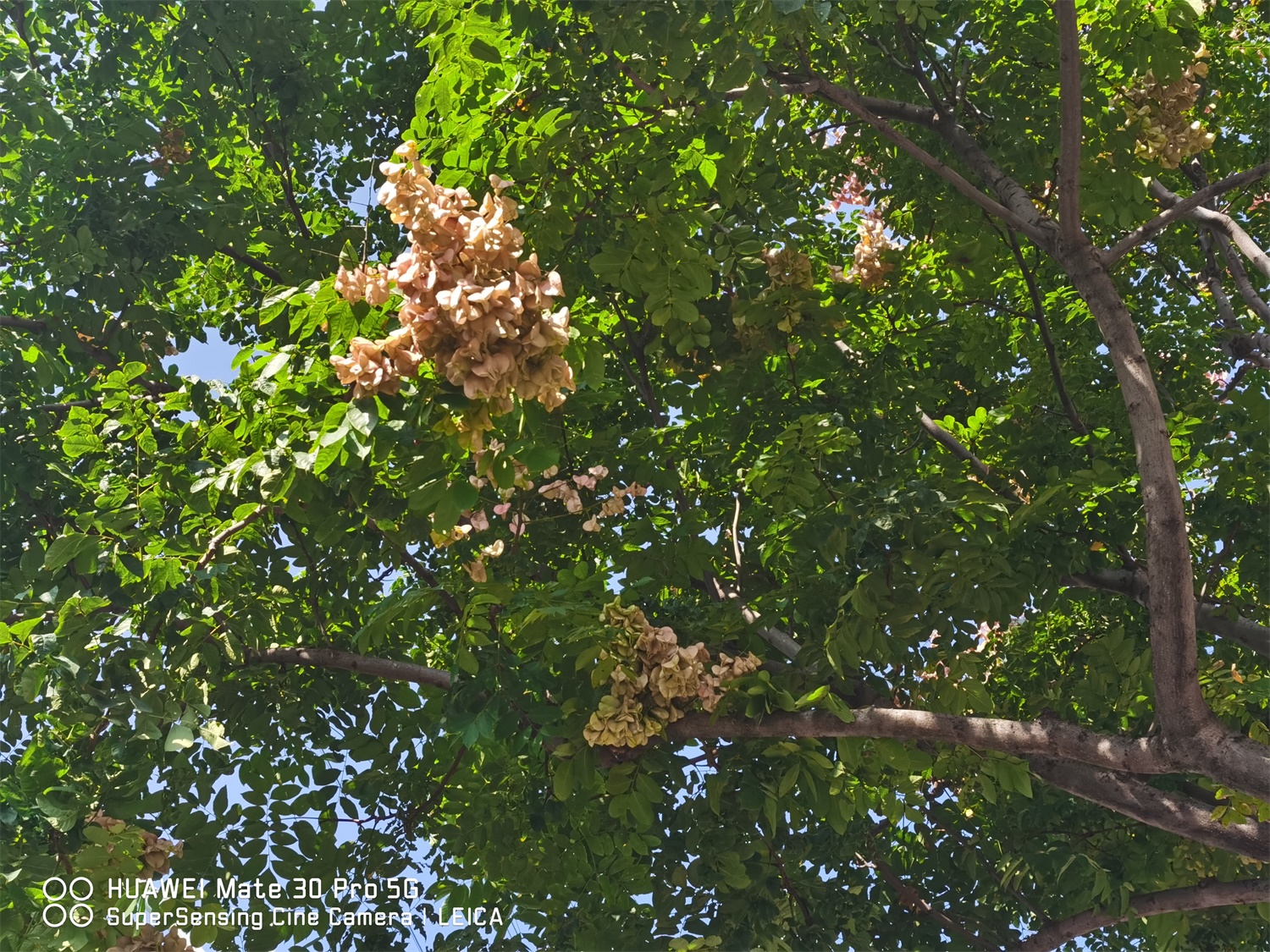 Koelreuteria Paniculata