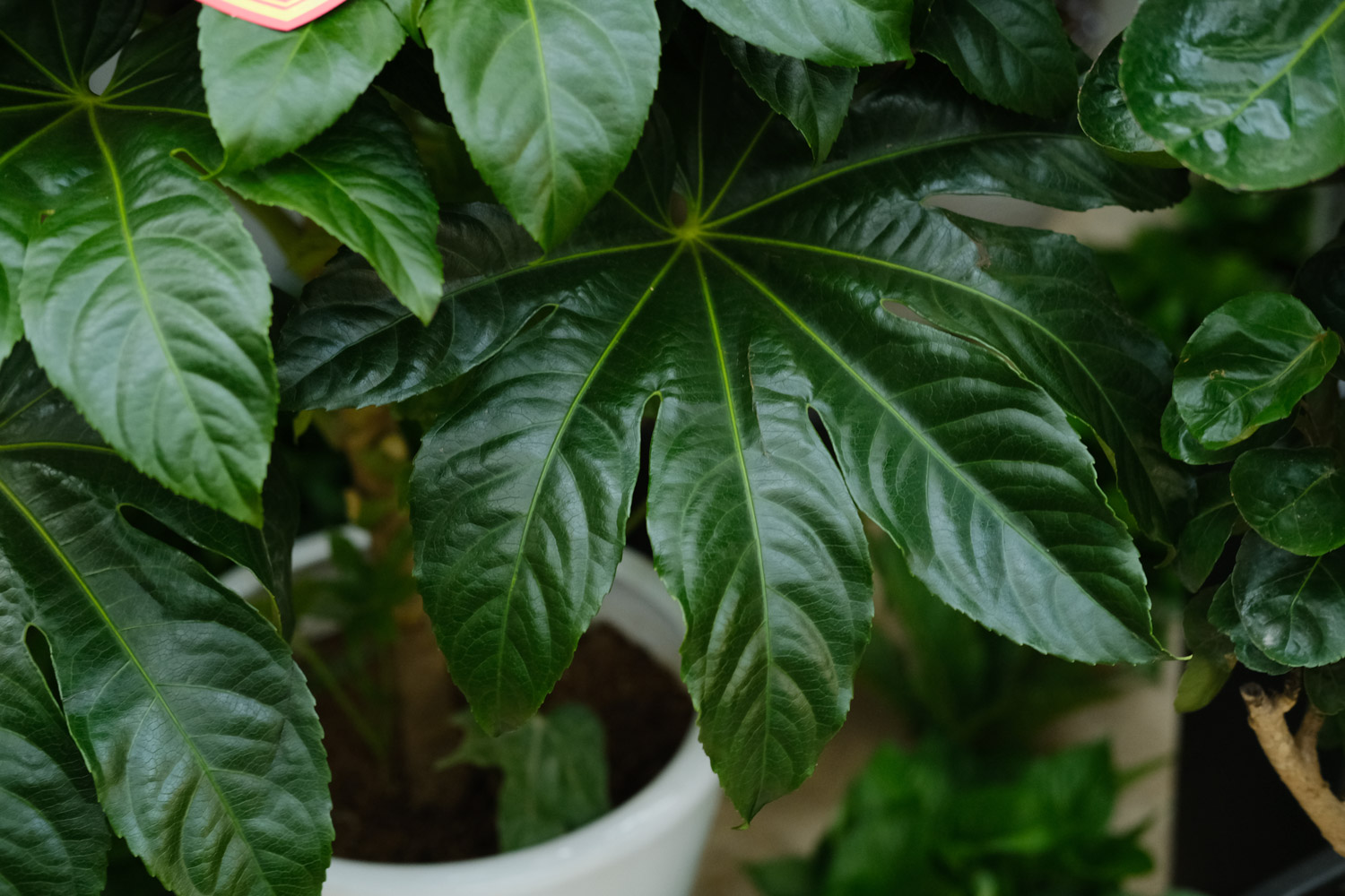 Fatsia japonica