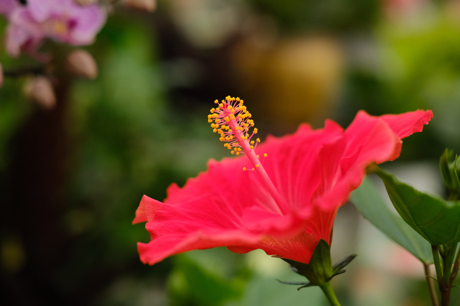 Hibiscus rosa sinensis