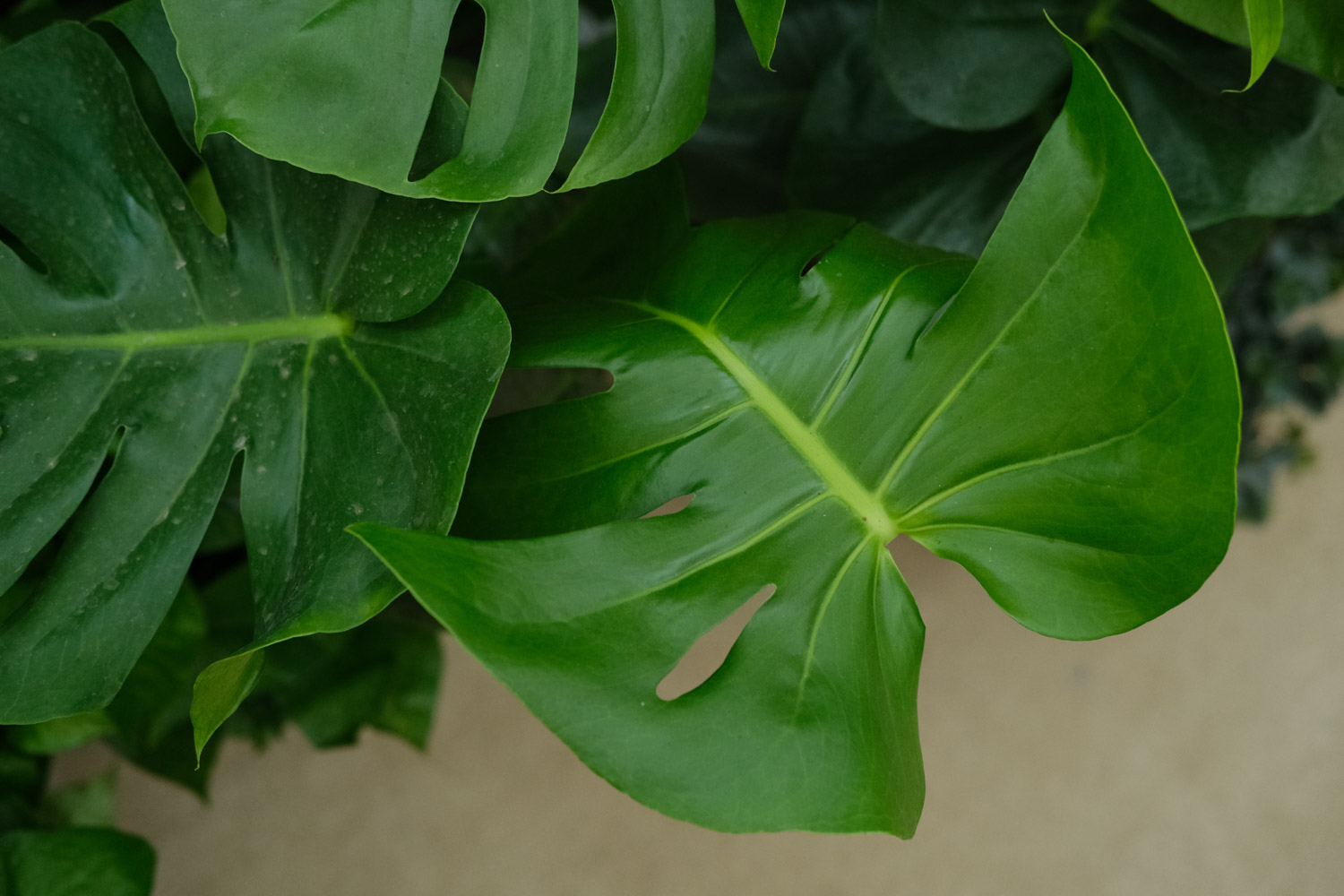 Phyllostachys pubescens