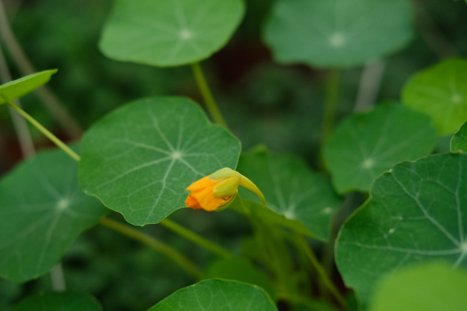 garden nasturtium