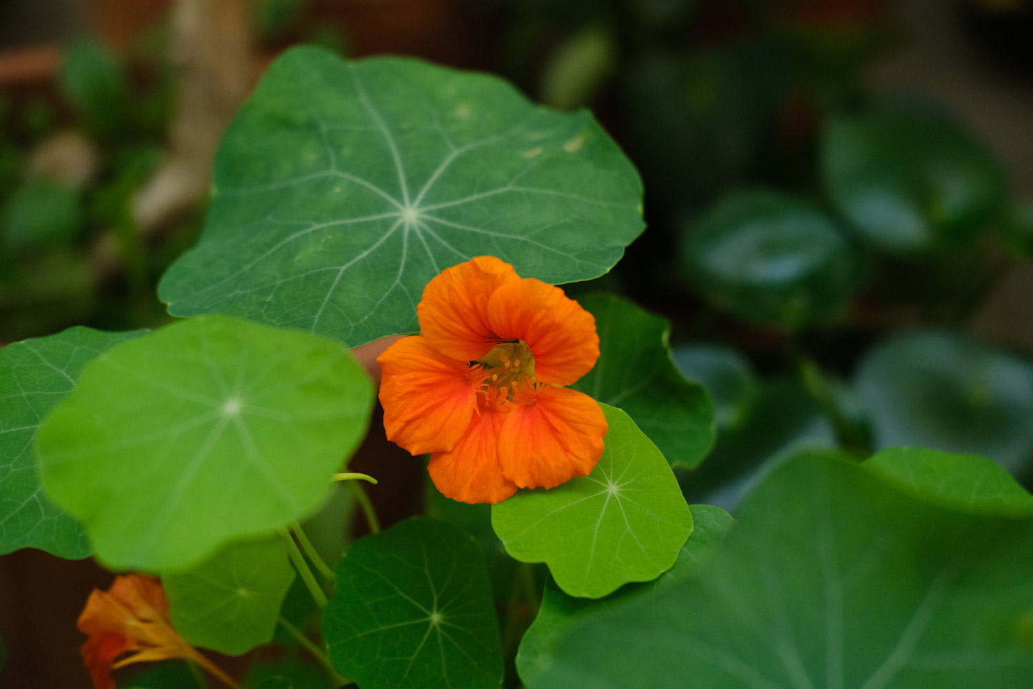 garden nasturtium