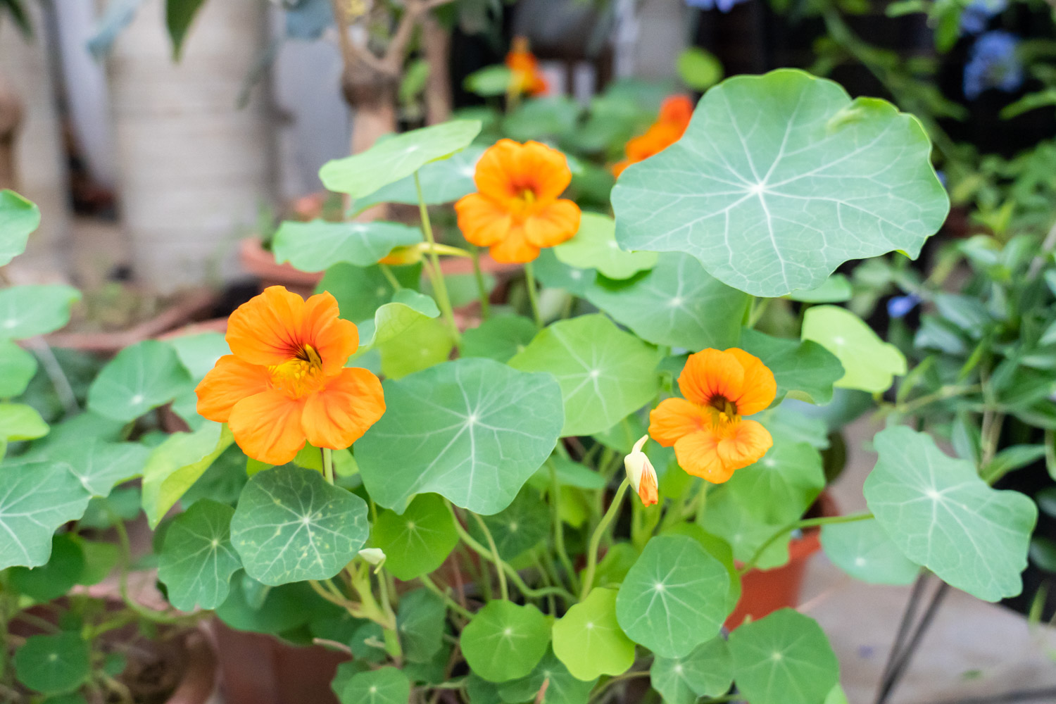 garden nasturtium