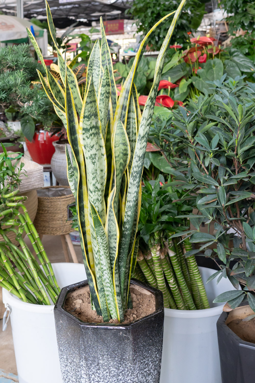 Sansevieria trifasciata