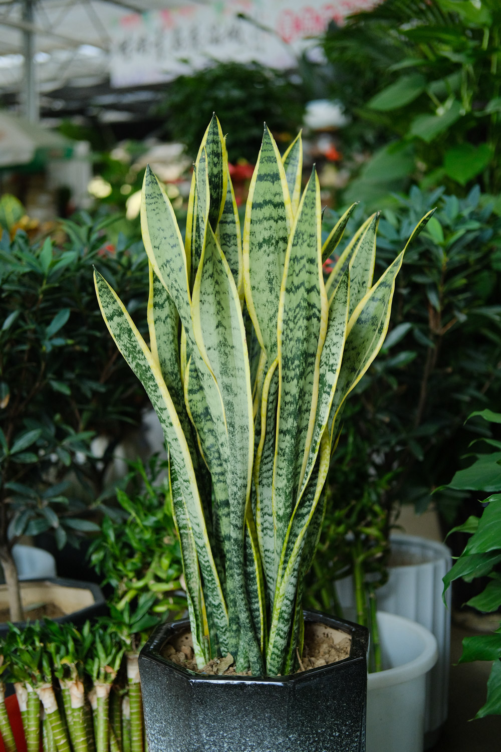 Sansevieria trifasciata