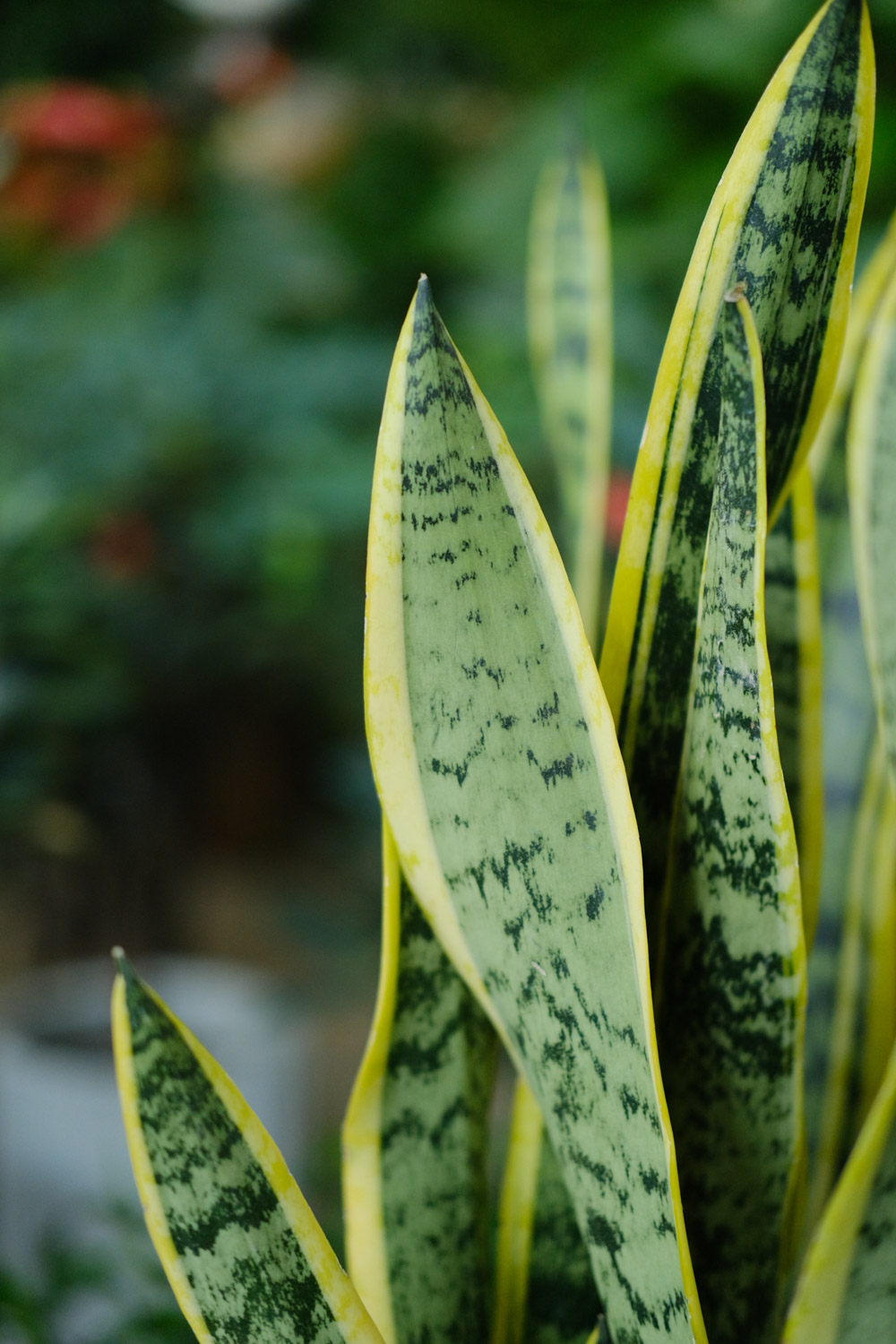 Sansevieria trifasciata