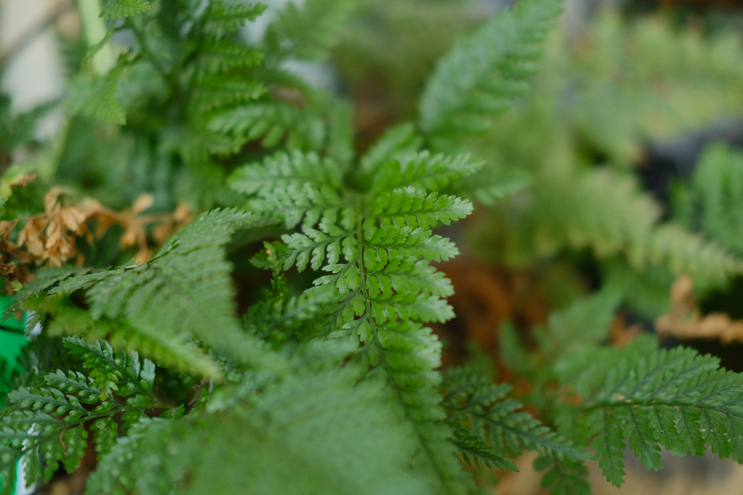 Fern