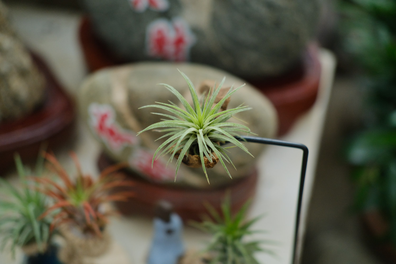 Tillandsia