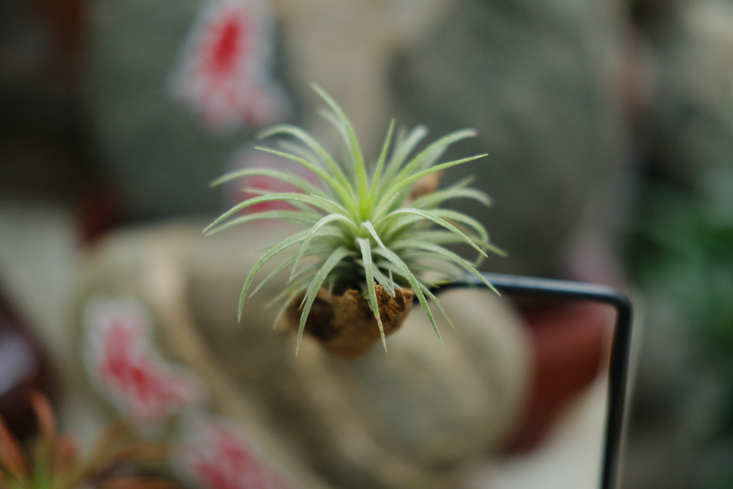 Tillandsia