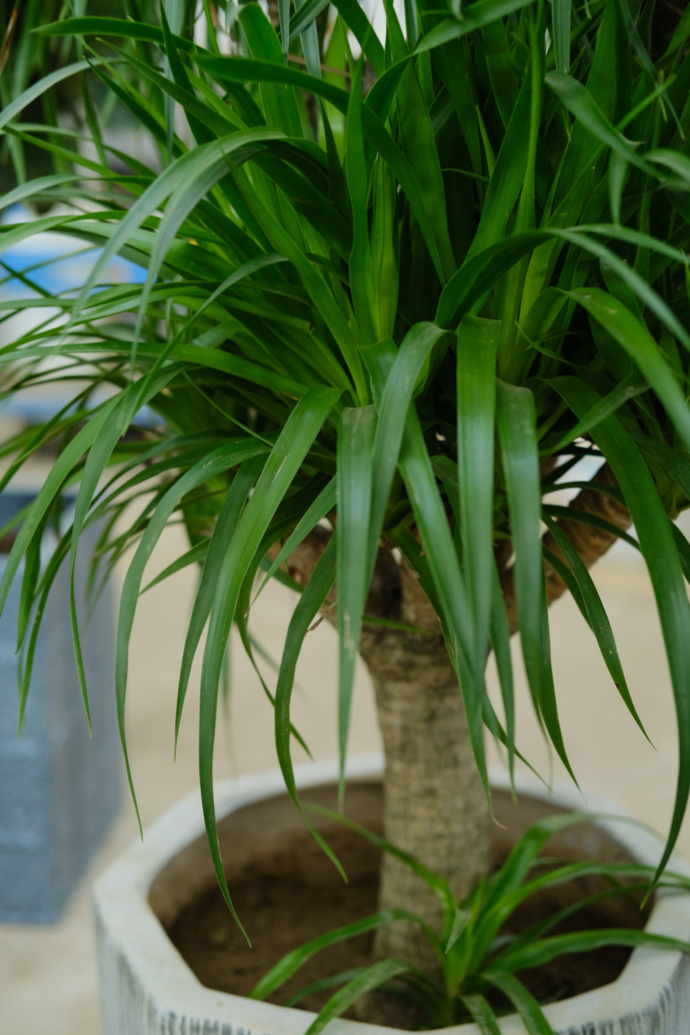 Dragon blood tree