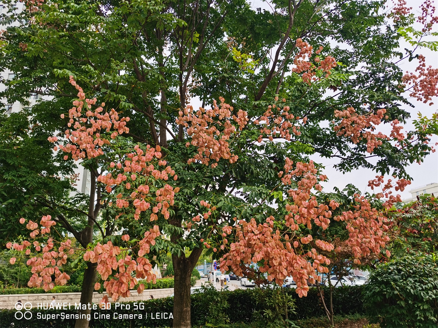 Koelreuteria Paniculata