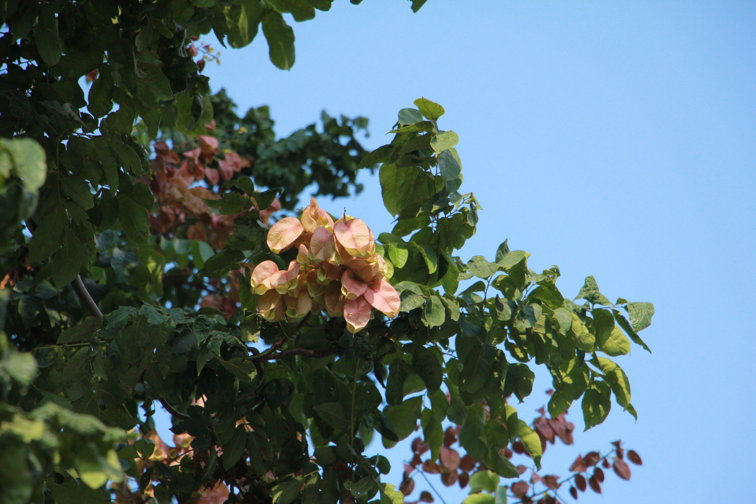 Koelreuteria Paniculata