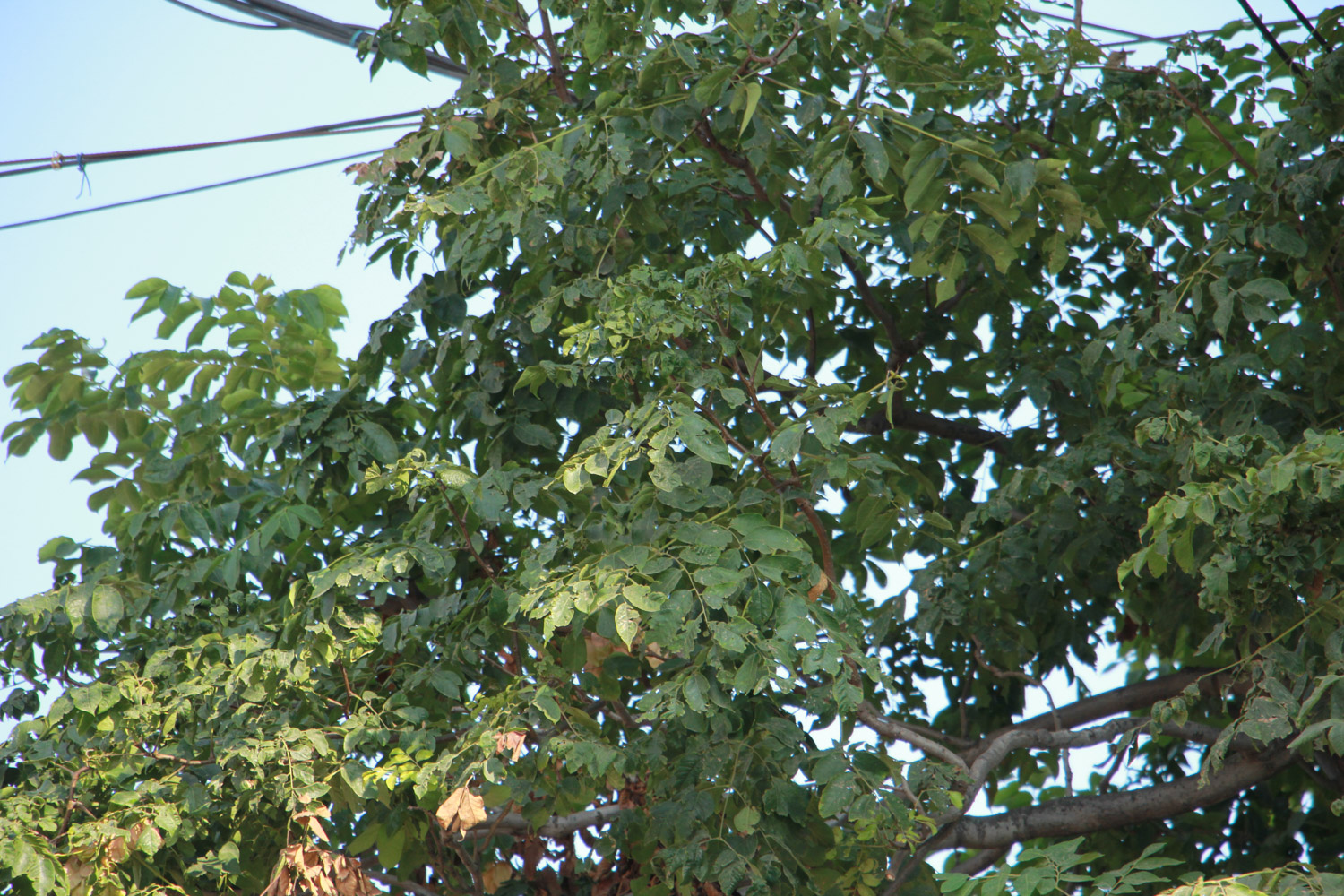 Koelreuteria Paniculata