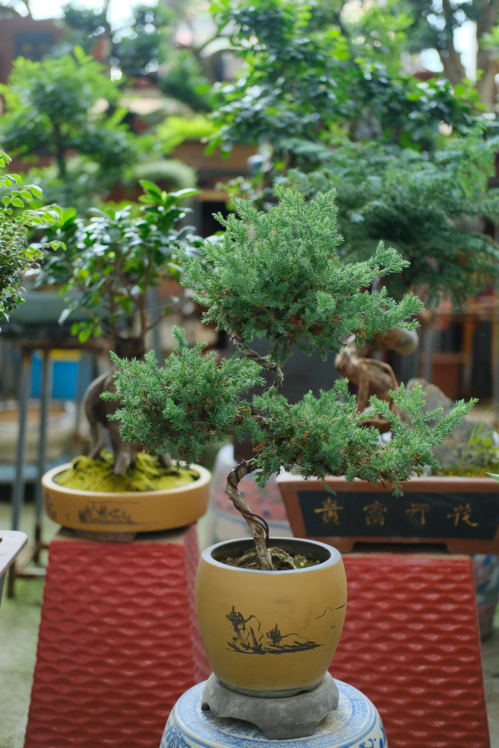 bonsai