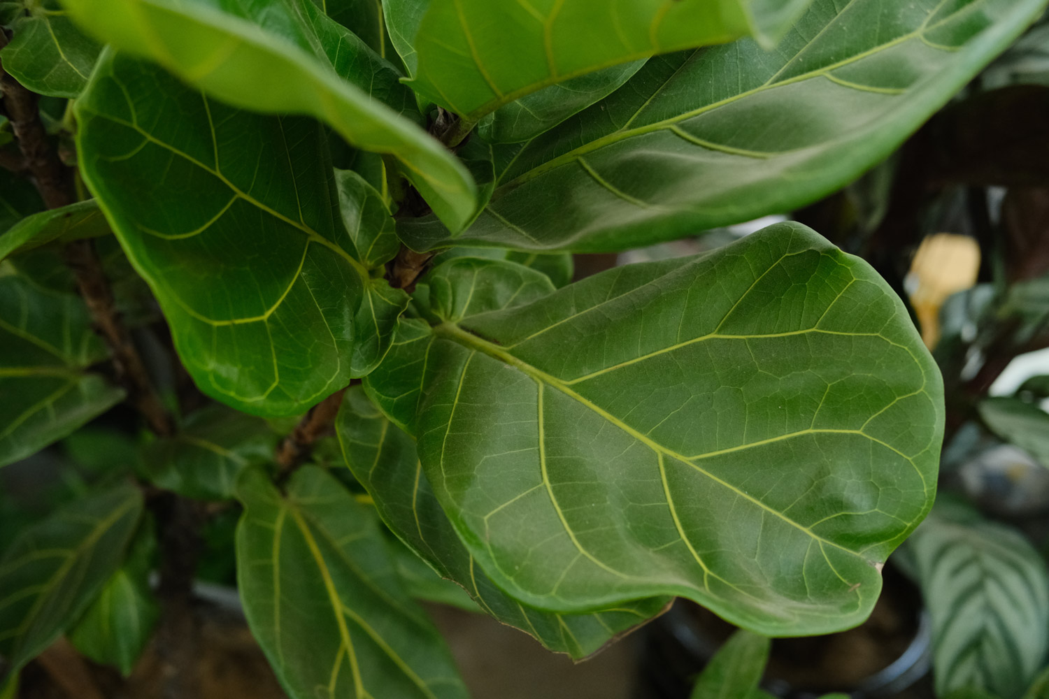 Banyan leaf