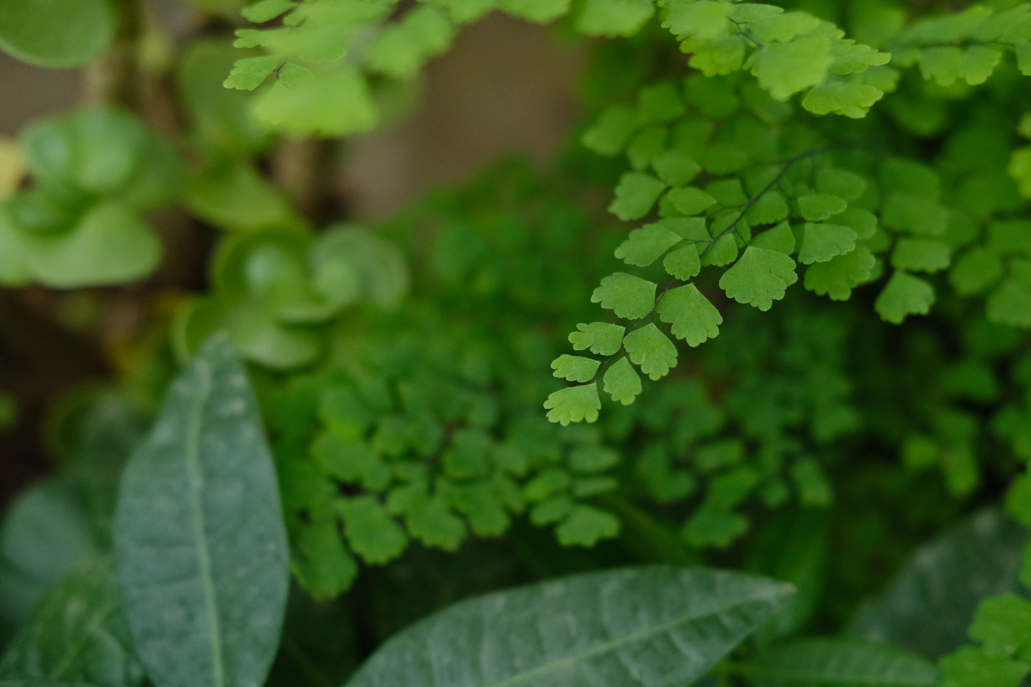 Adiantum