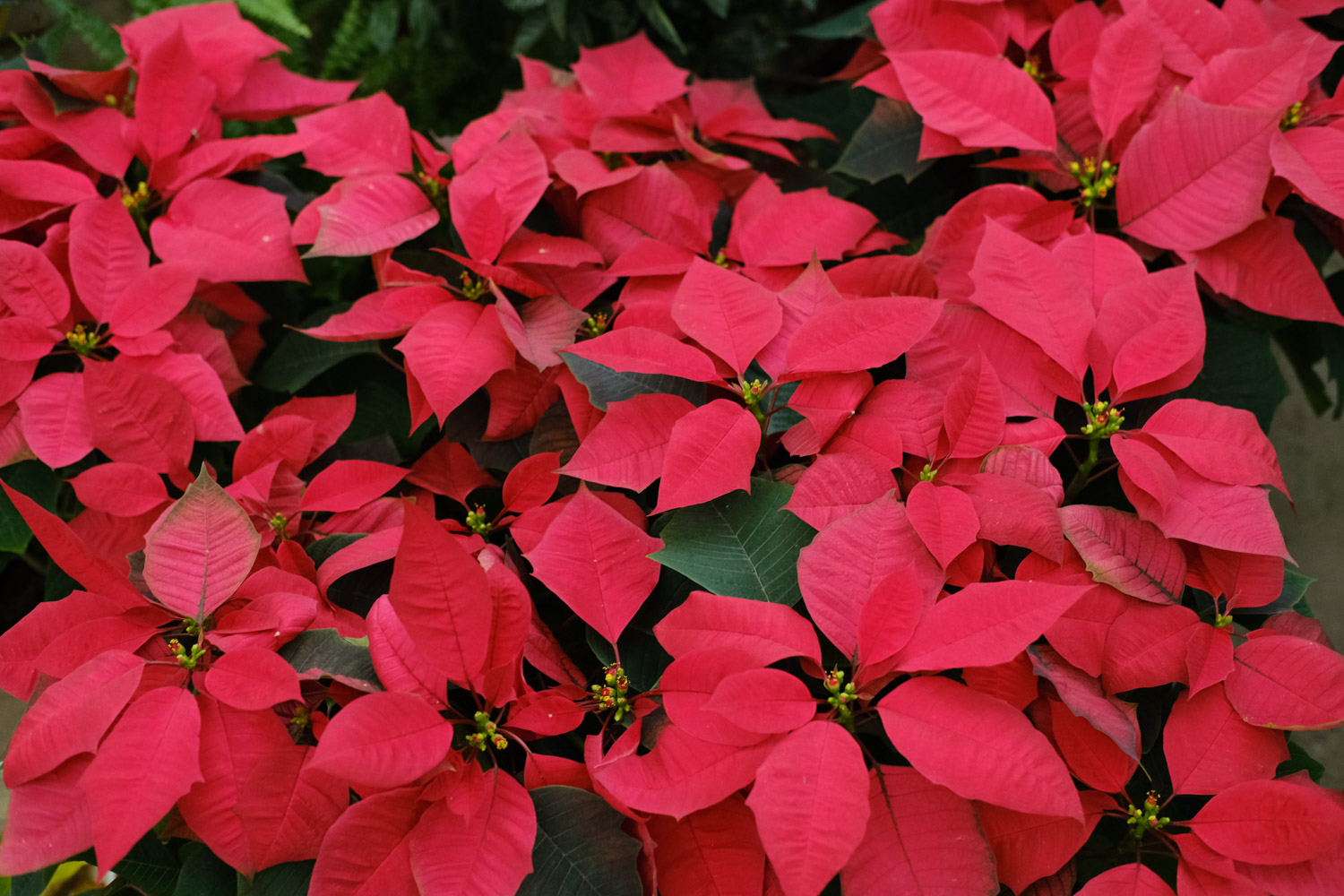 poinsettia