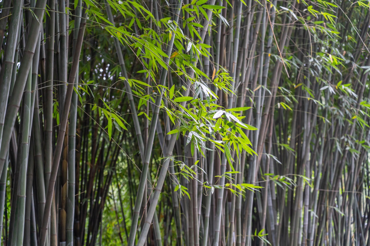 Bamboo