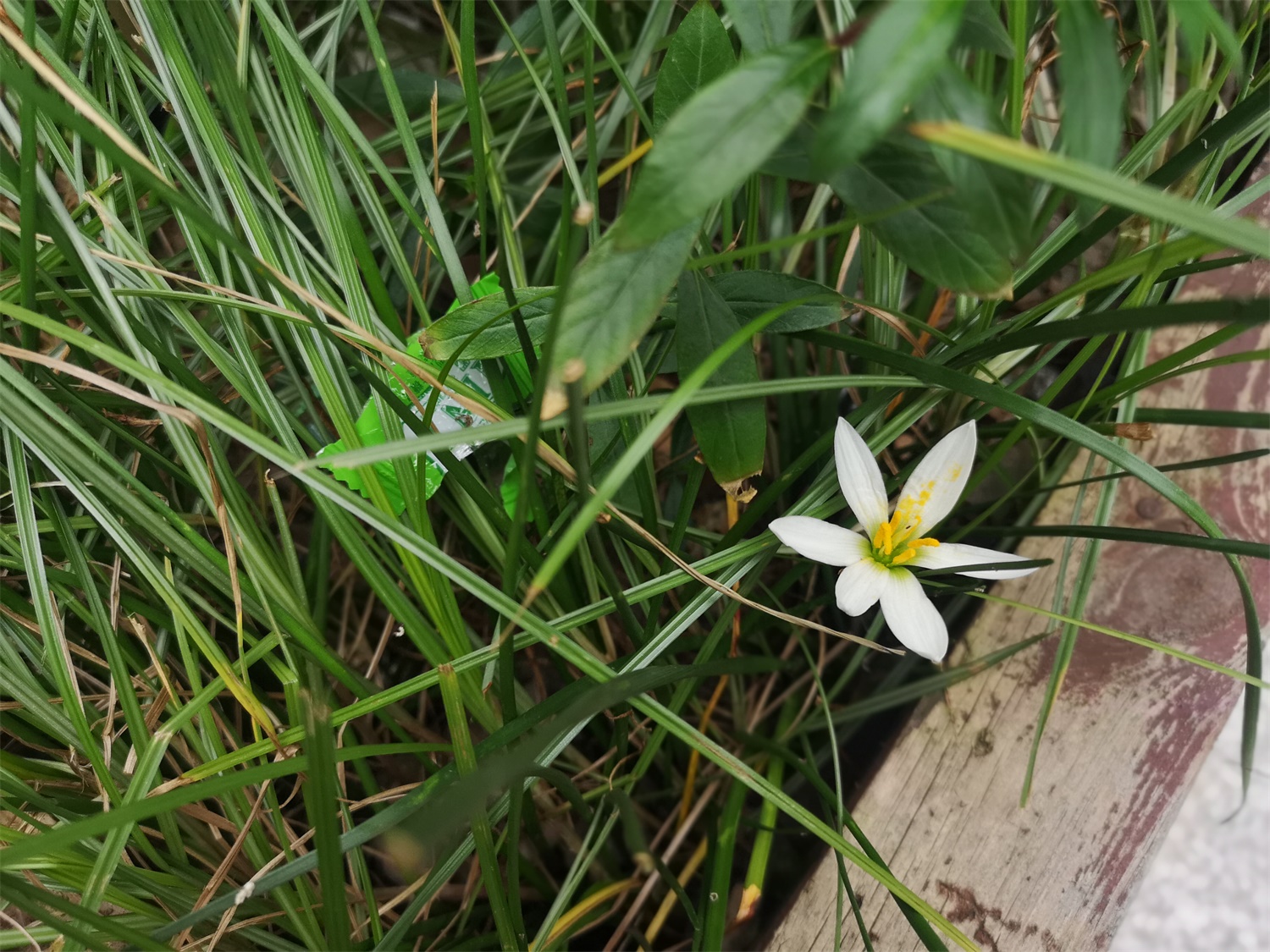 white rain lily