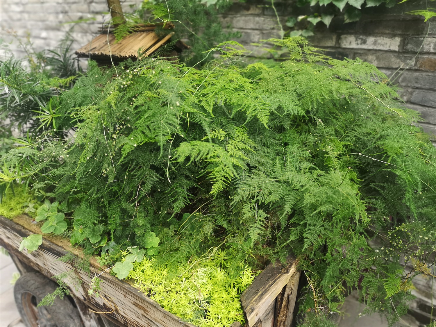 asparagus fern