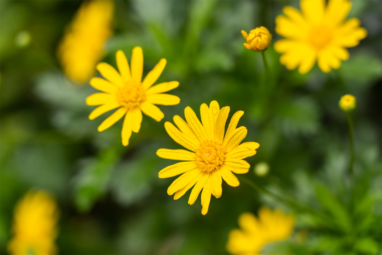 Chrysanthemum